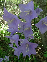 Campanule a feuilles de pecher - Campanula persicifolia (ph. Mrugala F., Chasselay, juin 2021)(10)